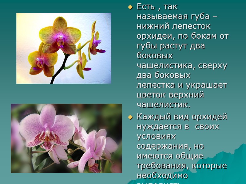 Есть , так называемая губа – нижний лепесток орхидеи, по бокам от губы растут Есть , так называемая губа – нижний лепесток орхидеи, по бокам от губы растут